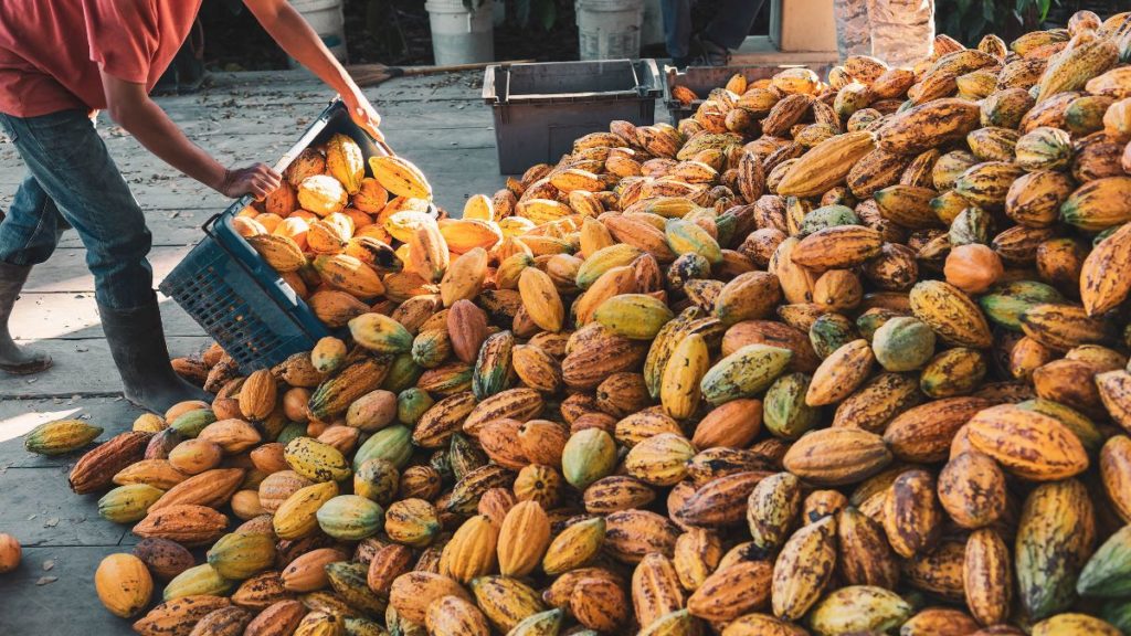 Producción de cacao en Costa de Marfil en duda de los principios de