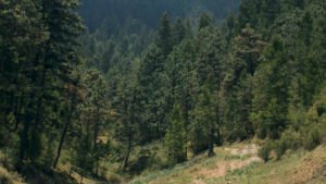 Preservar los bosques