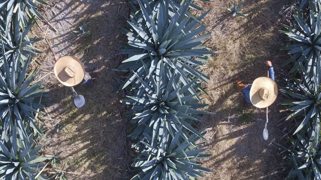 tequila don julio