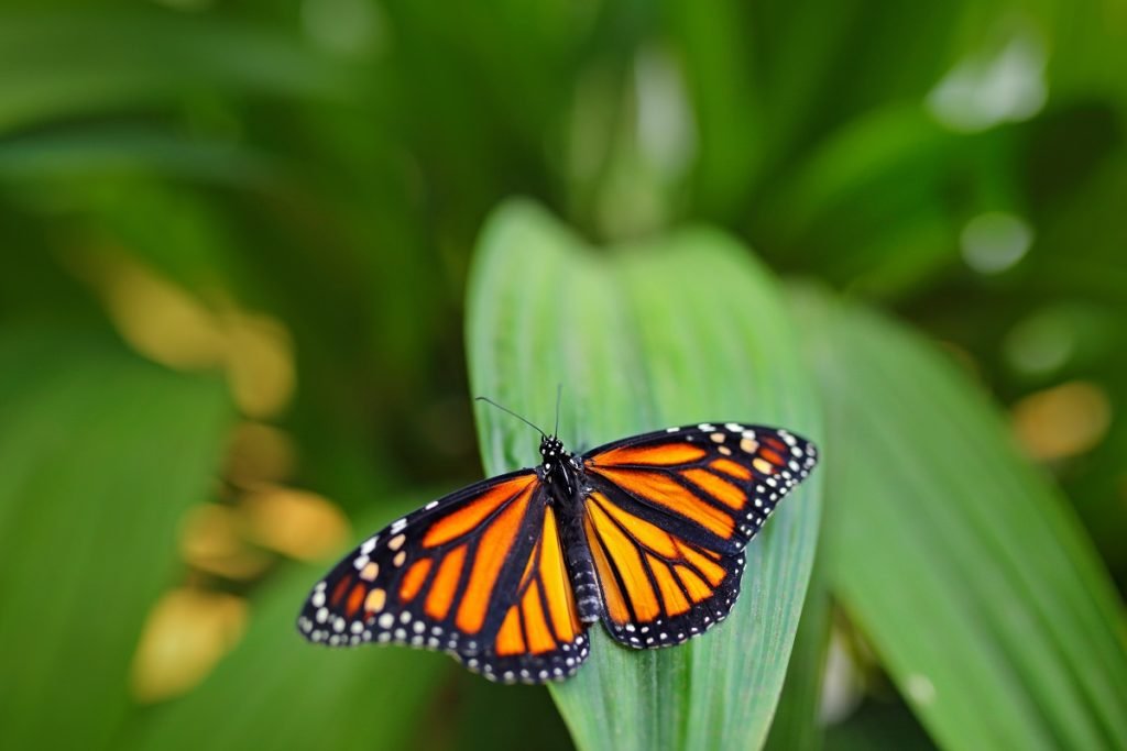 mariposa monarca