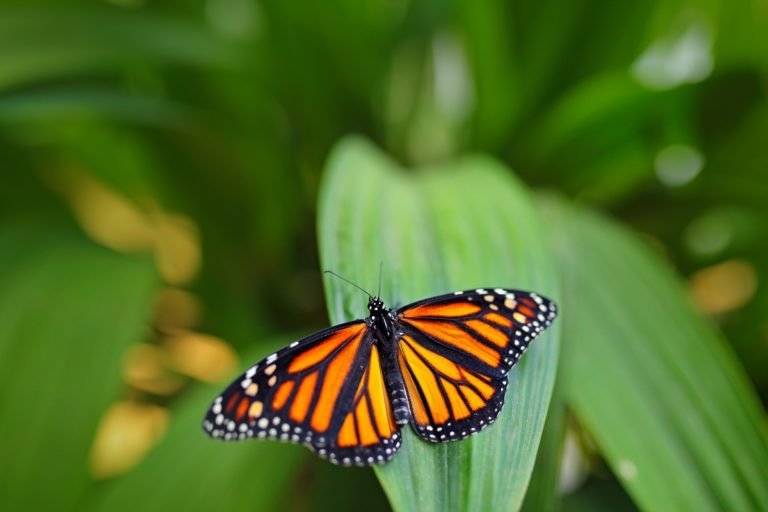 mariposa monarca
