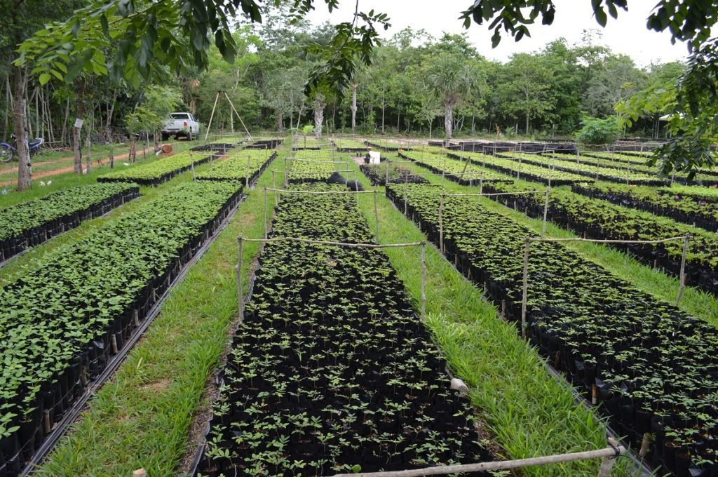 reforestacion