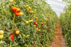cultivo de tomate