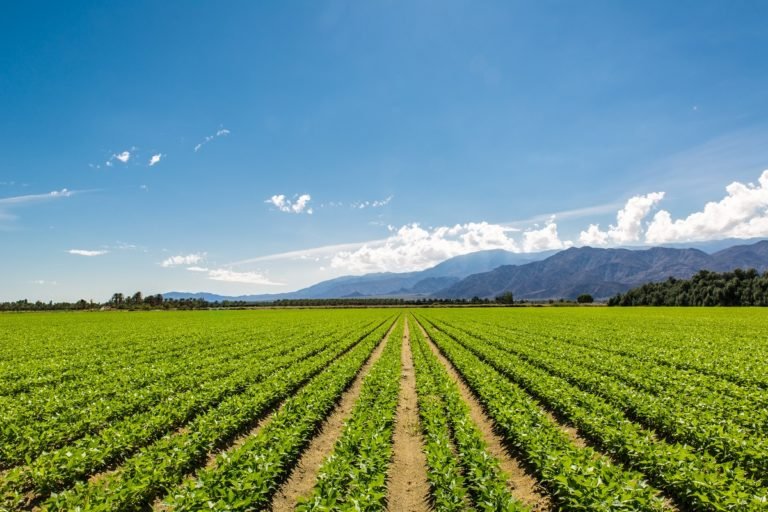 Organic,Farm,Land,Crops,In,California
