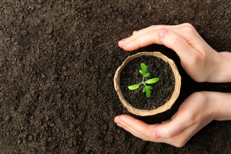 Female,Hand,Hold,Growing,Seedling,In,Pot,At,The,Ground