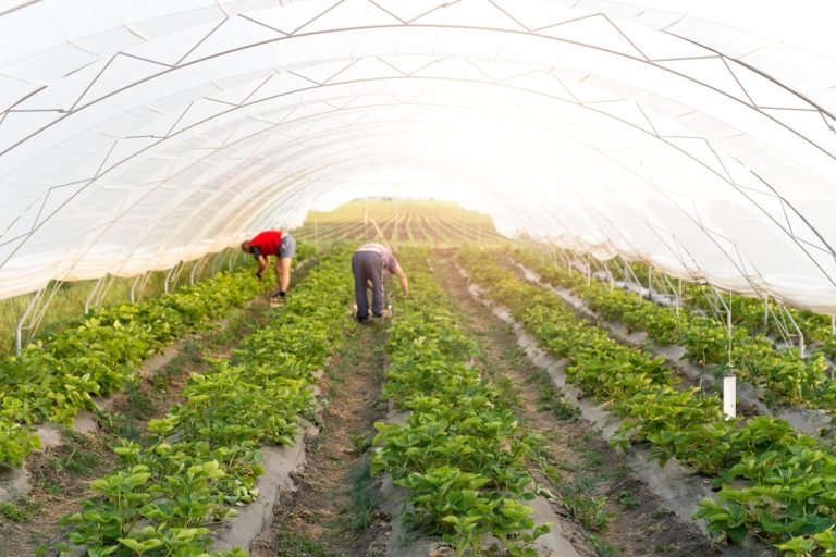 People,Working,In,The,Field