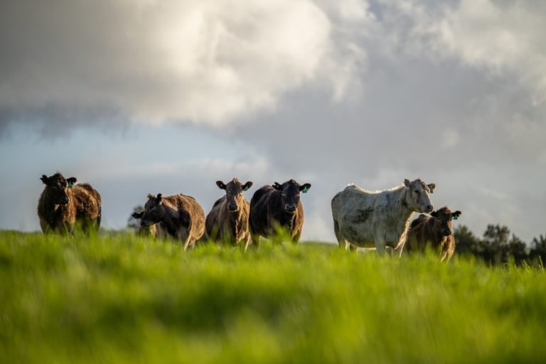 Beef,Cows,,Calves,And,Bulls,Grazing,On,Grass,In,Australia