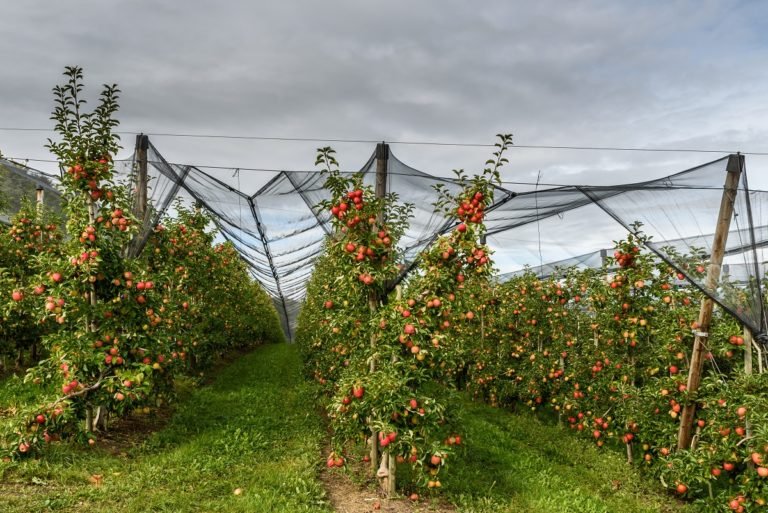 Apple,Orchard,With,Red,,Ripe,Apples,,Protected,By,Hail,Nets,