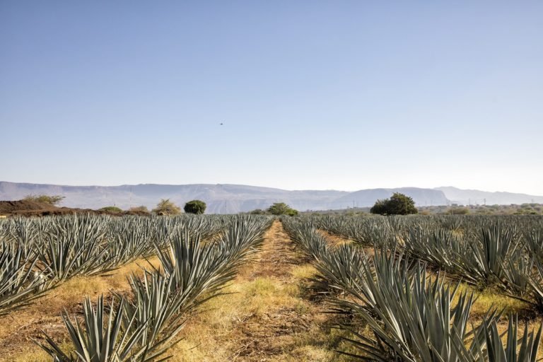 brown-forman