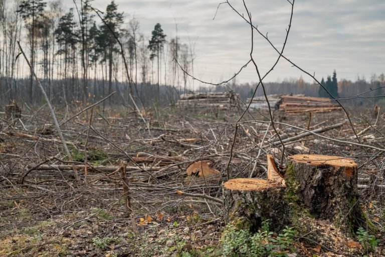 View,On,Fallen,Tree,Trunks,And,Stumps,In,Deforestation,Location