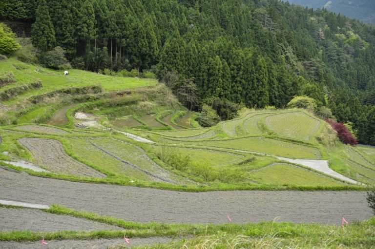 Terraced,Rice,Fields