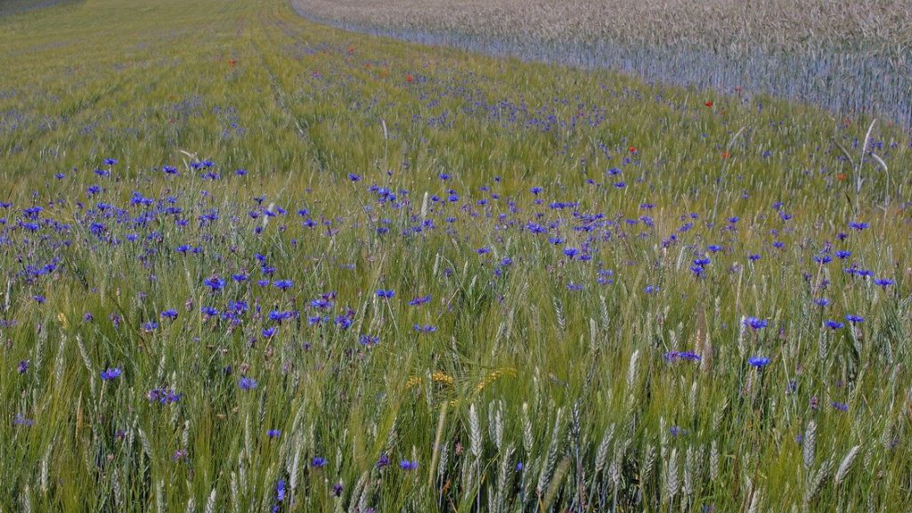 Certificación UEBT; reflejo del respeto a la biodiversidad