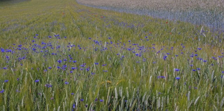cornflowers-gd9b246a0c_1280