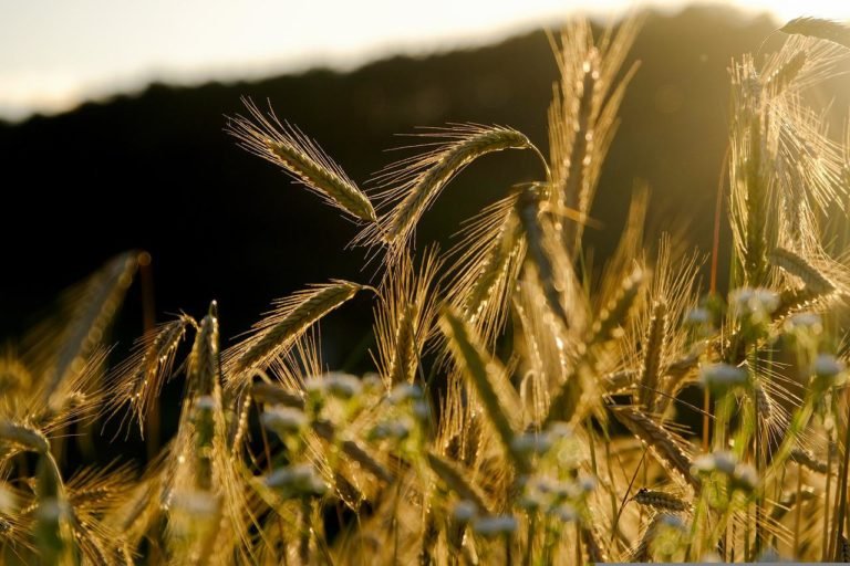 grain-g072bee13f_1280