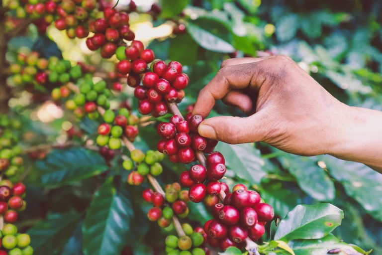 Hand,Plantation,Coffee,Berries,With,Farmer,Harvest,In,Farm