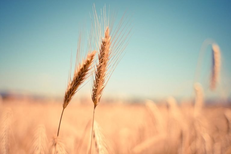 seguridad alimentaria