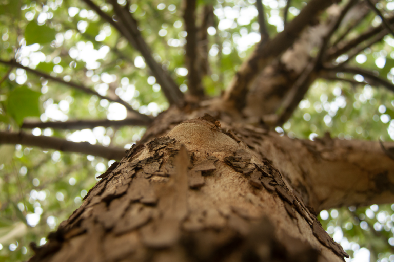 ecology-g4bec5e698_1280