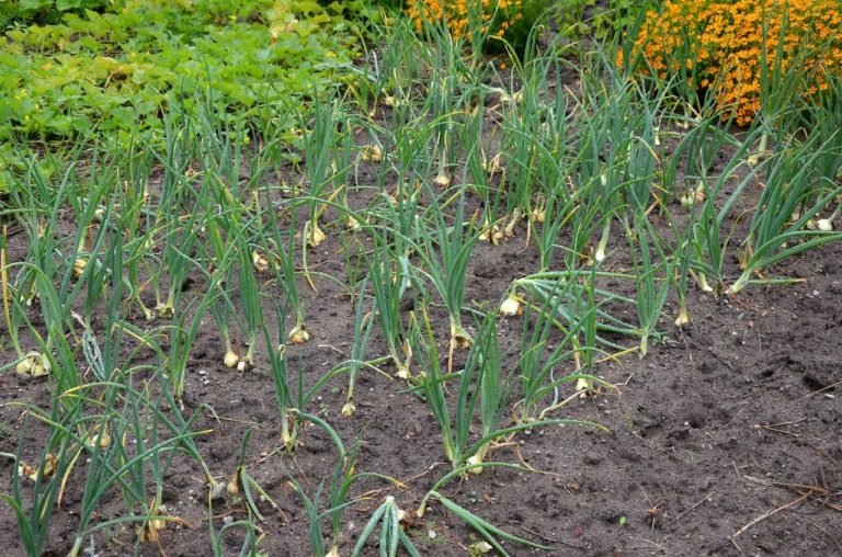 onion-g90310bf2f_1280