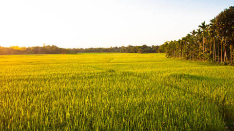 India restringe exportaciones de arroz