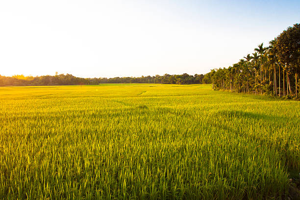 India restringe exportaciones de arroz