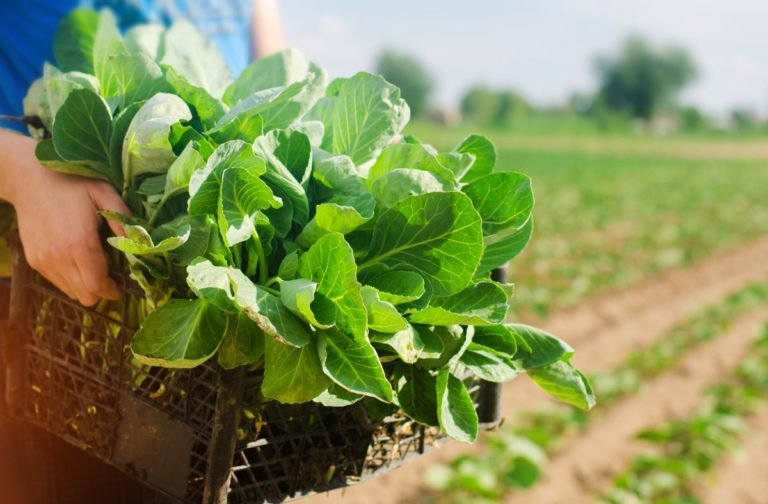 agroemprendimiento