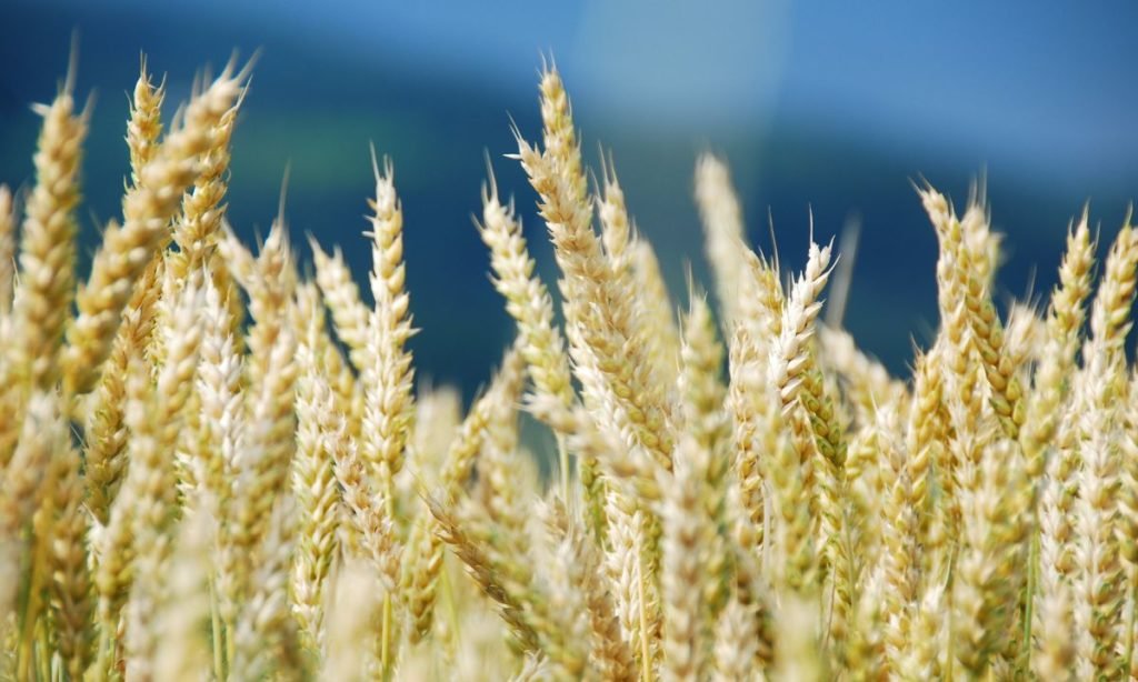agricultura