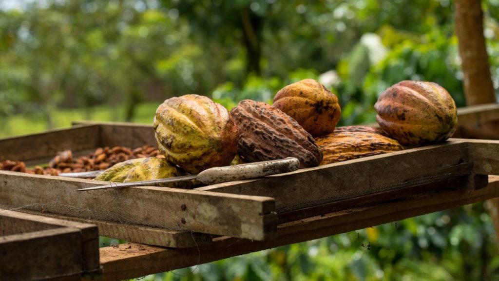 producción de cacao