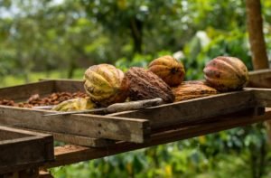 producción de cacao
