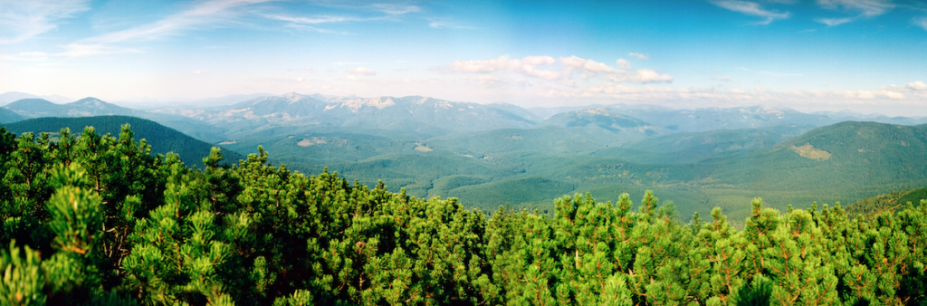 bosques