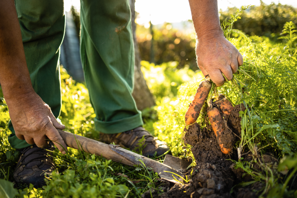 agricultura regenerativa