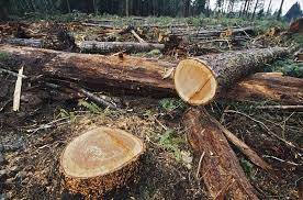 La UE aprueba ley contra deforestación mundial.