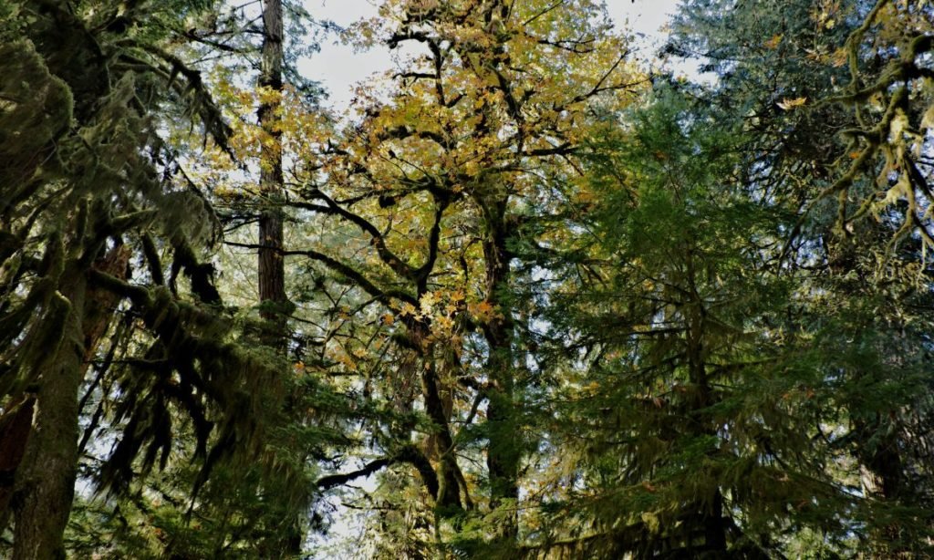 biodiversidad