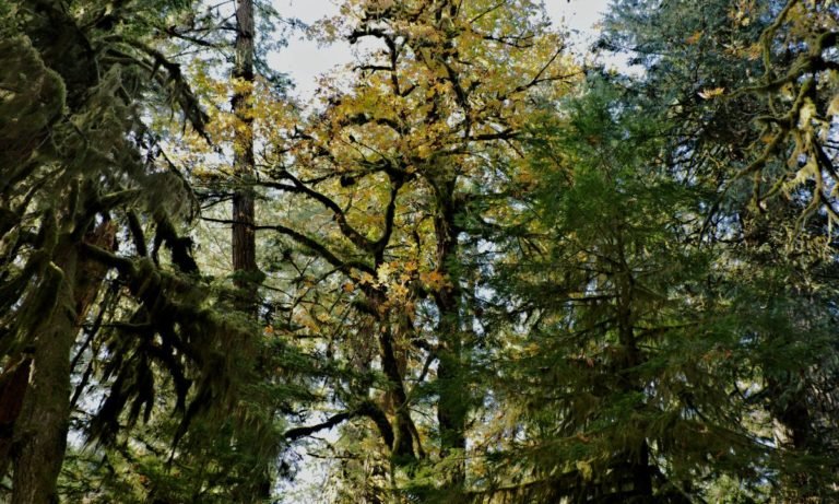 biodiversidad
