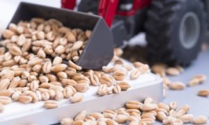 Alimentos