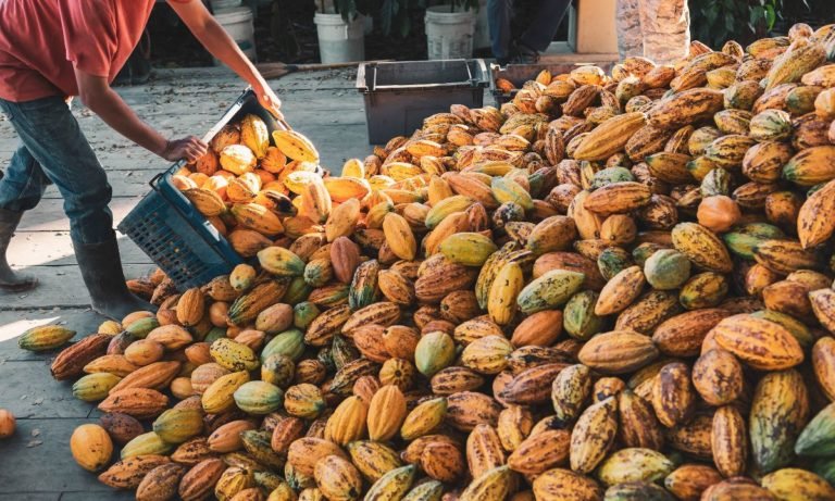 cacao