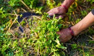 problemas alimentarios