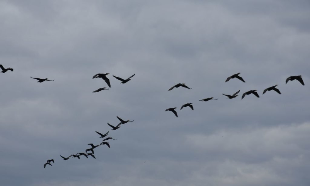 aves marinas