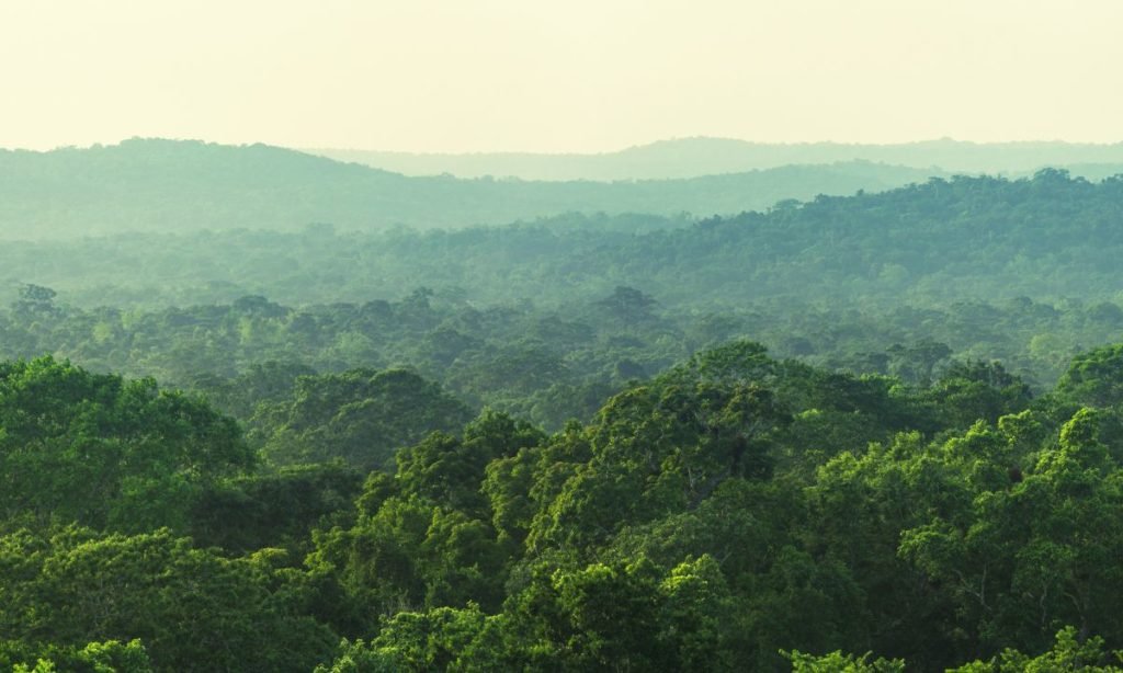 bosque primario