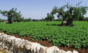 agricultura sustentable