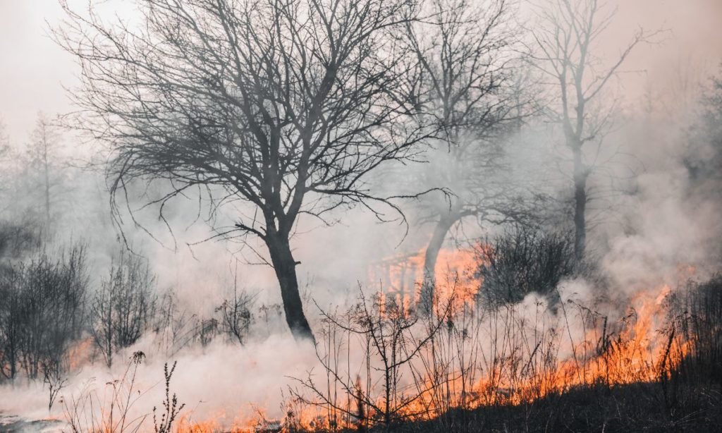 incendios forestales