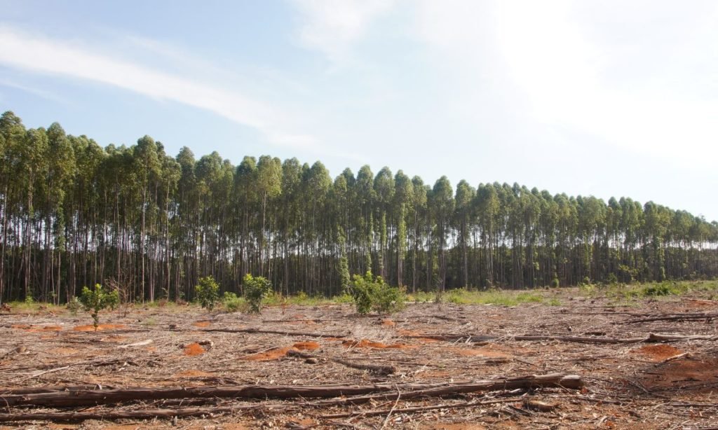 reforestación