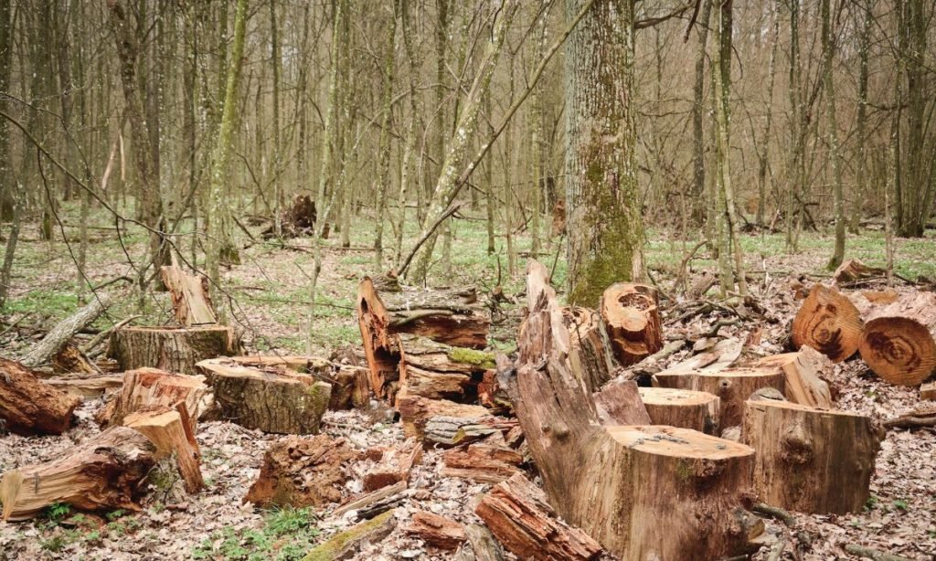 deforestación