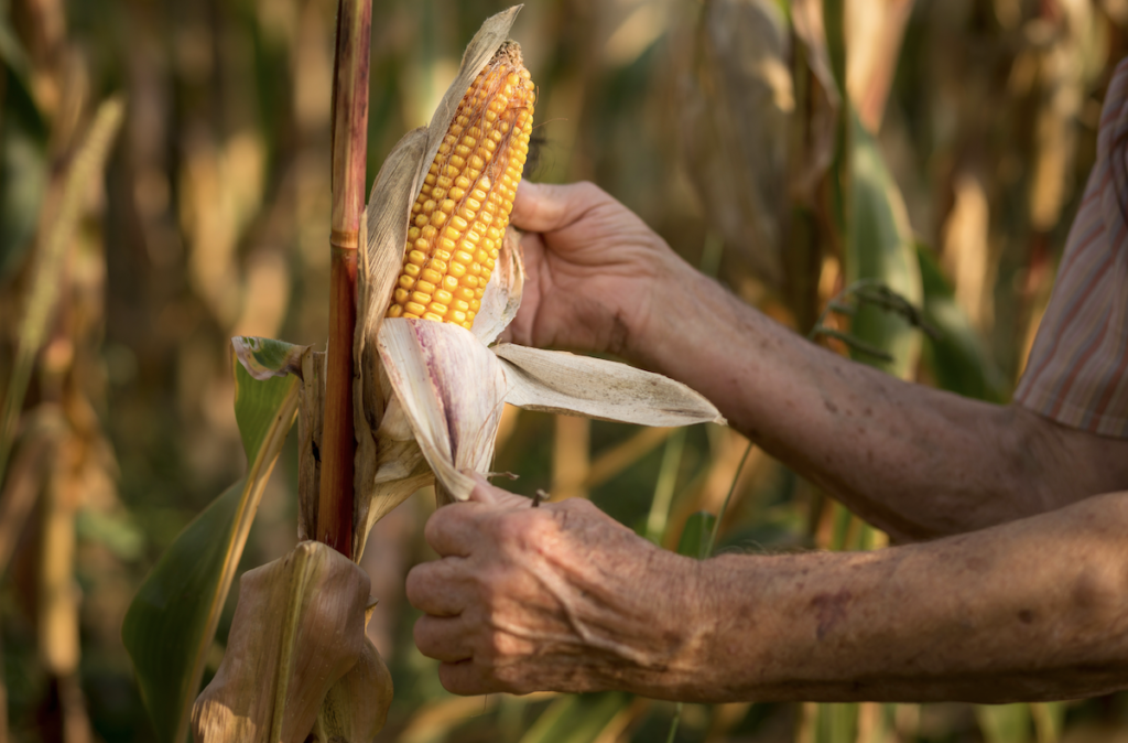 Smart Corn System