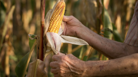 Smart Corn System
