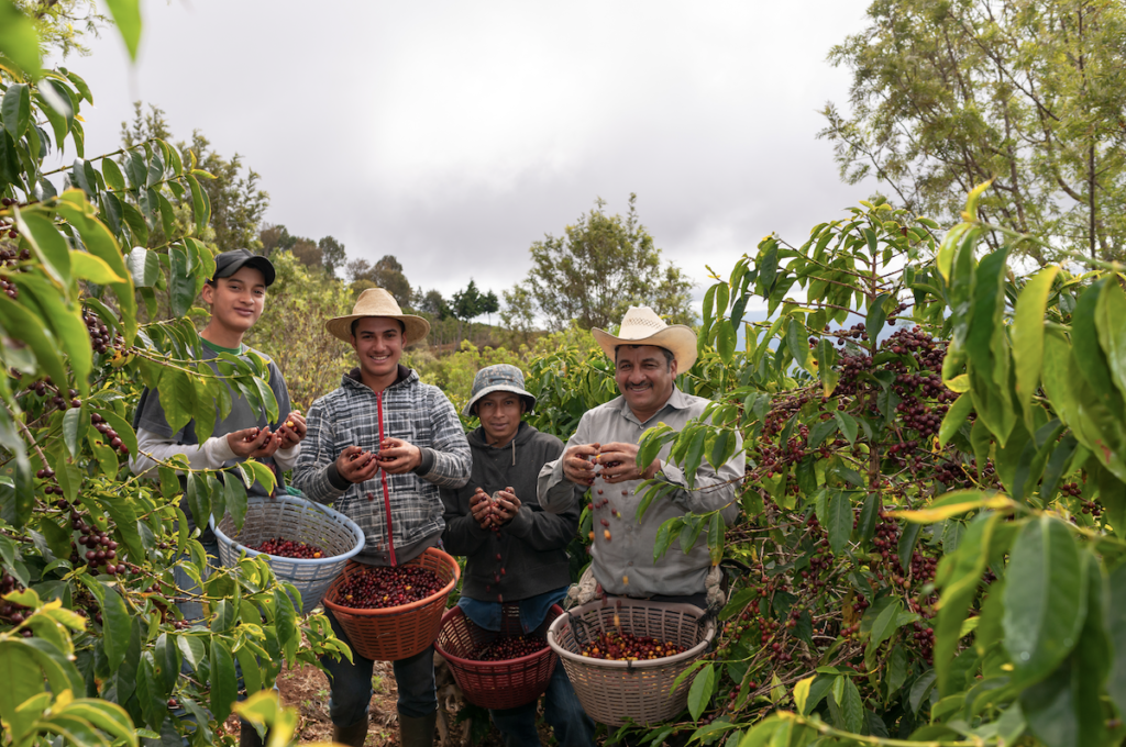 caficultores