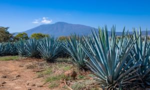 agricultura regenerativa