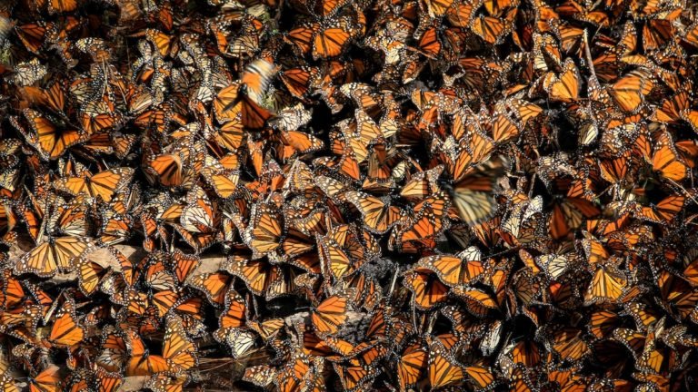 mariposa monarca