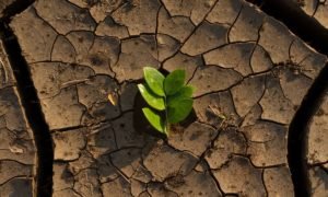 Ley de Restauración de la Naturaleza