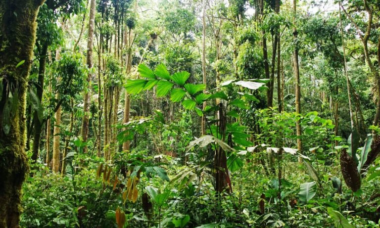 Amazonia