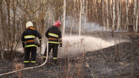 incendios forestales